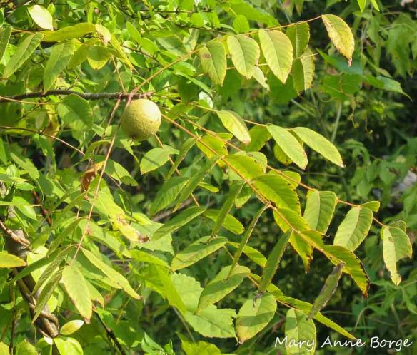 Black Walnut Tree (Juglans nigra)