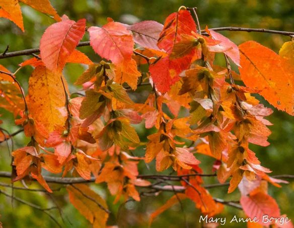 American Hornbeam (Carpinus caroliniana) or Ironwood 