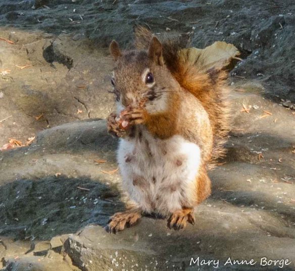 Red Squirrels also enjoy many tree nuts, including Walnuts