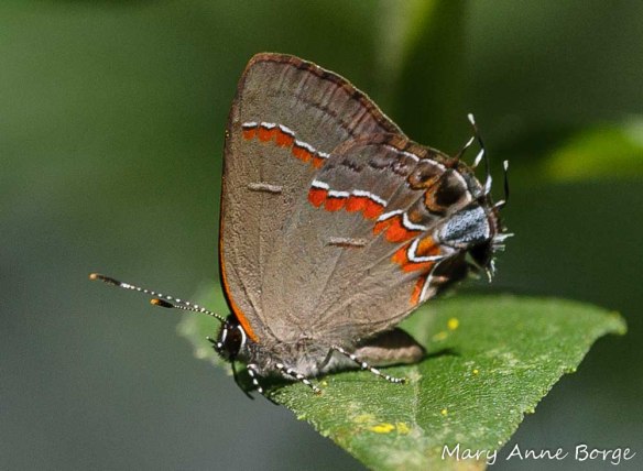Red-Banded Hairstreak