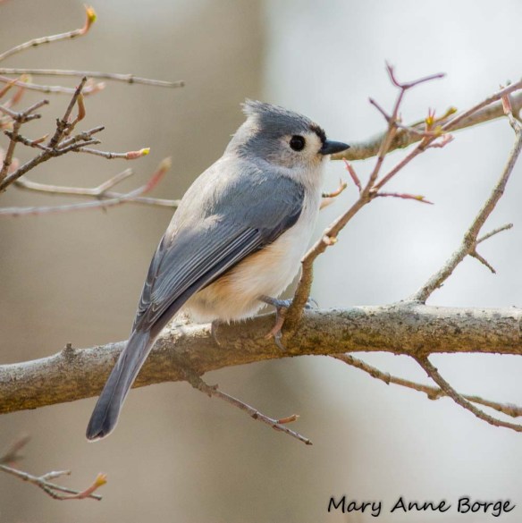 Tufted Titmouse