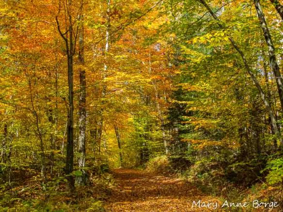 Haul Road at the Trapp Family Lodge, Stowe, Vermont
