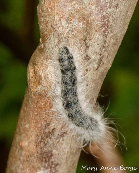 Walnut Caterpillar (Datana integerrima)