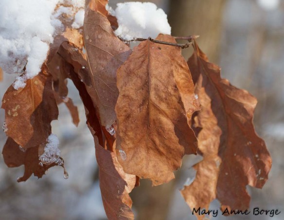 BlackJack Oak (Quercus marilandica)