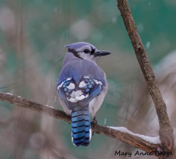 Blue Jay
