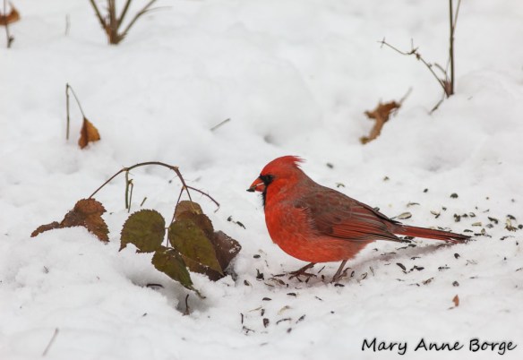 Northern Cardinal, male
