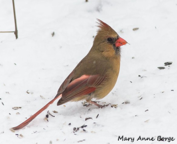 Northern Cardinal, female