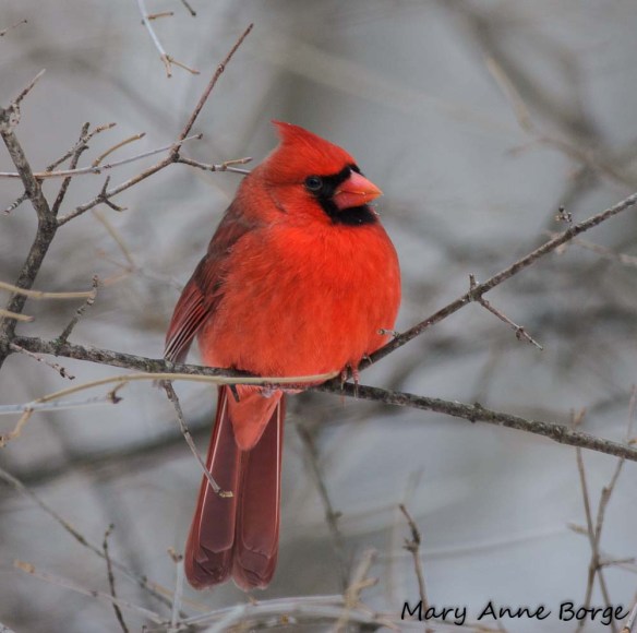 Northern Cardinal, male