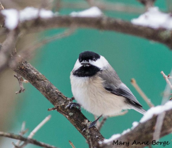 Chickadee