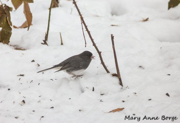 Dark-eyed Junco