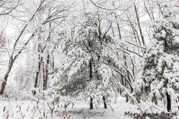 Snow covered White Pine (Pinus strobus)