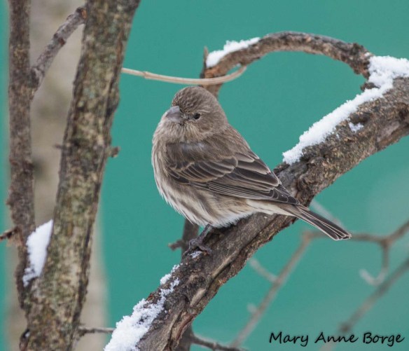 House Finch, female