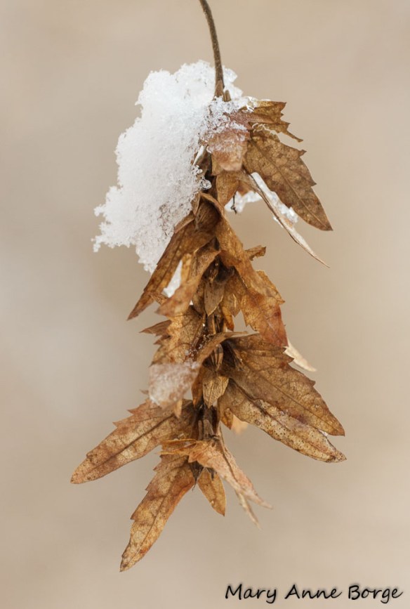 Ironwood, also called American Hornbeam (Carpinus caroliniana)