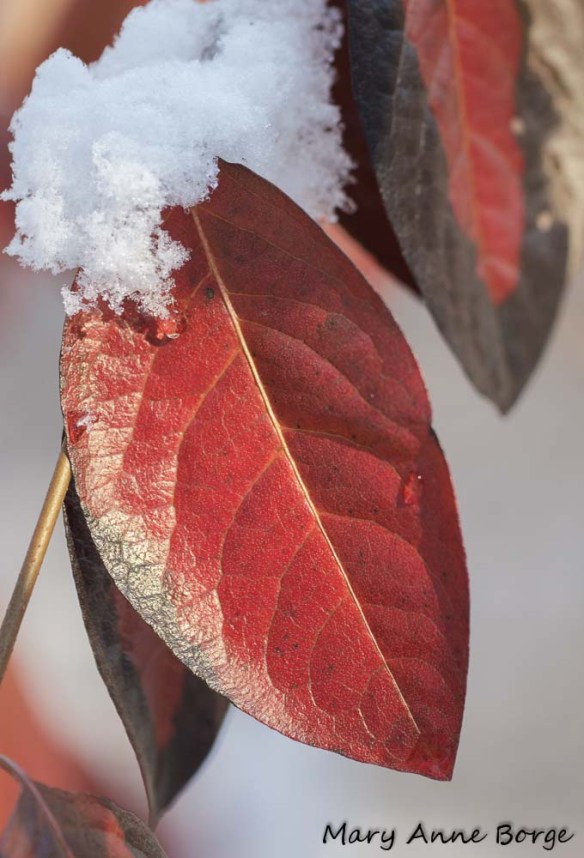 Possum-haw Viburnum (Viburnum nudum)