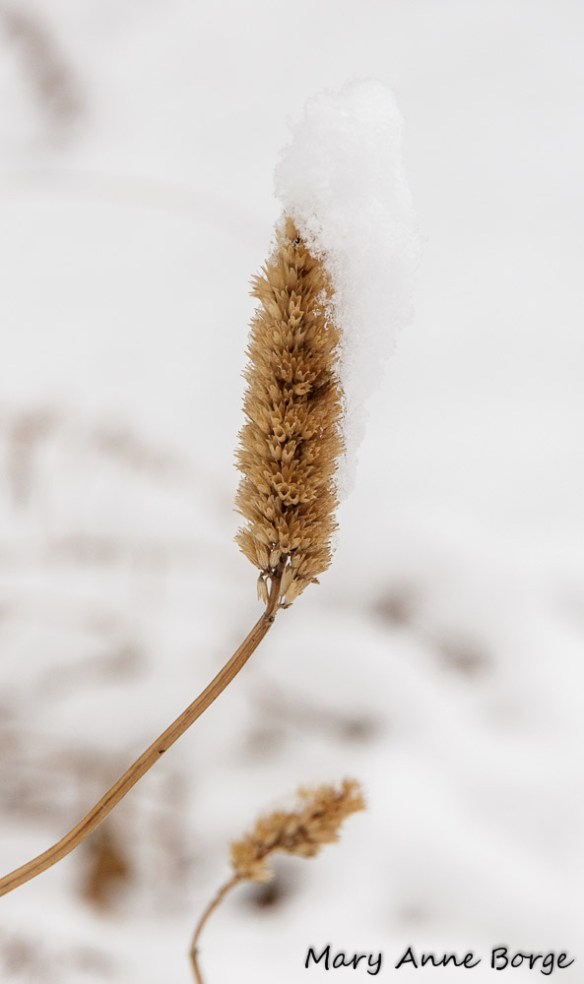Purple Giant Hyssop (Agastache foeniculum)