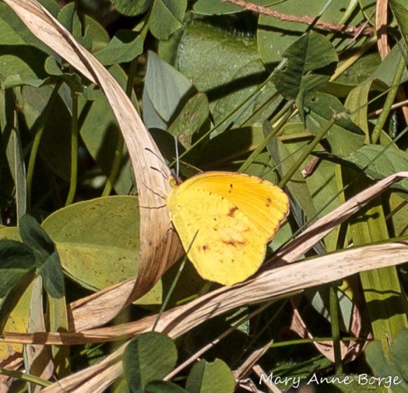 Sleepy Orange, summer color form