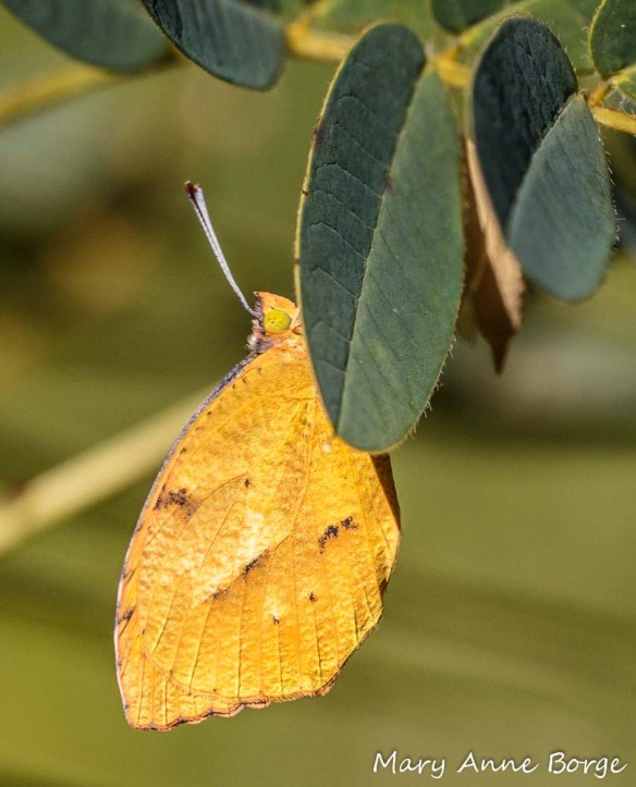 Sleepy Orange, winter color form