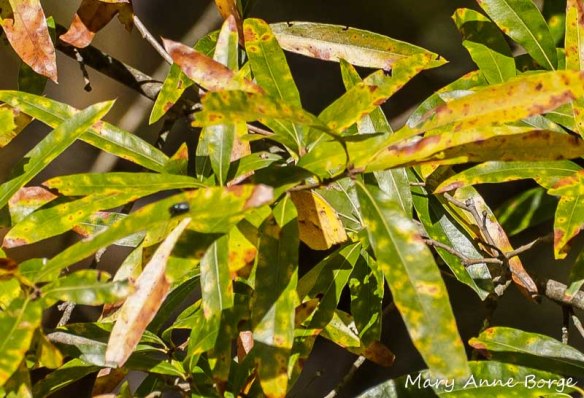 Sleepy Orange basking on Willow Oak - Can you see the butterfly?
