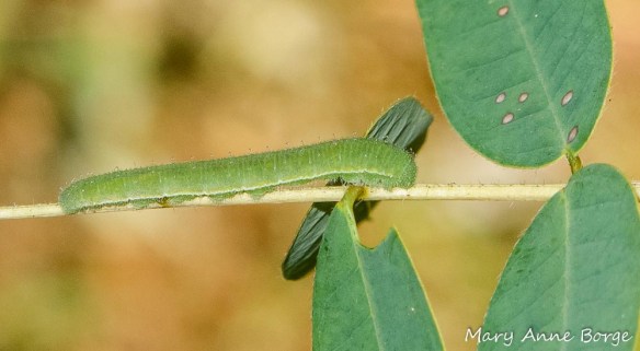 Sleepy Orange Caterpillar