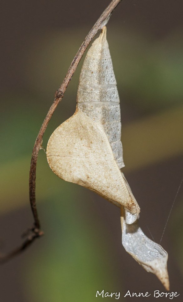 Empty Sleepy Orange Chrysalis - the butterfly has already emerged
