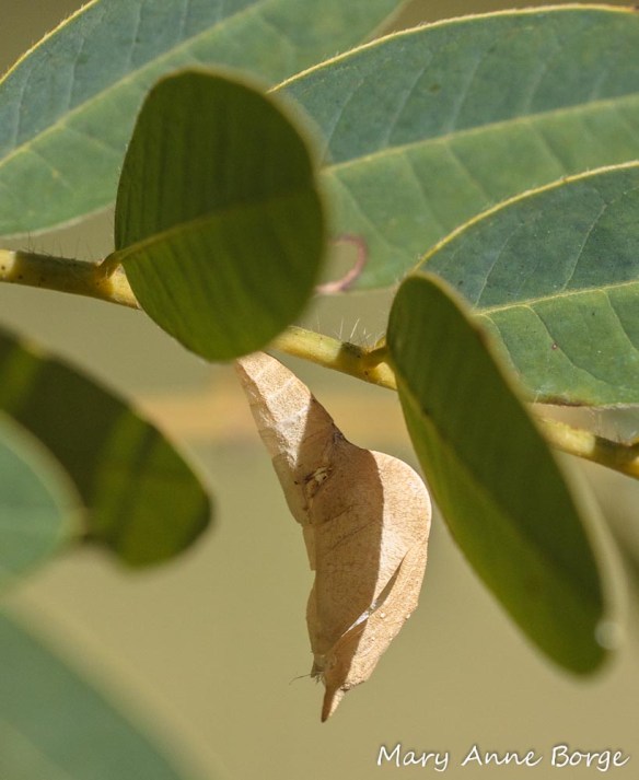 Empty Sleepy Orange Chrysalis