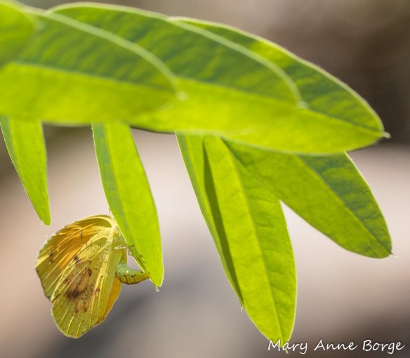 Sleepy Orange laying an egg (ovipositing)
