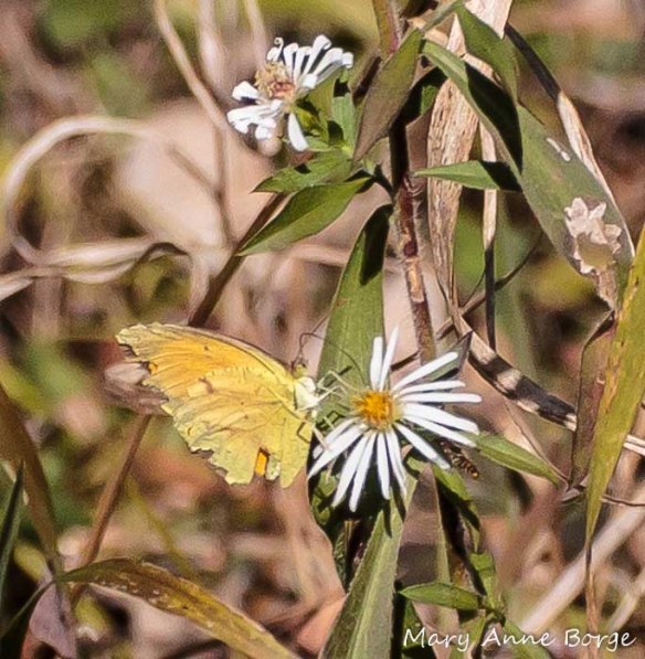 Sleepy Orange nectaring on aster