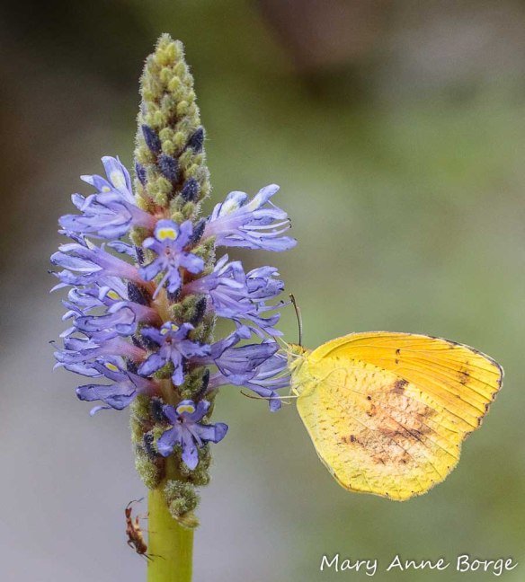Sleepy Orange Nectaring on Pickerelweed (Pontederia cordata)