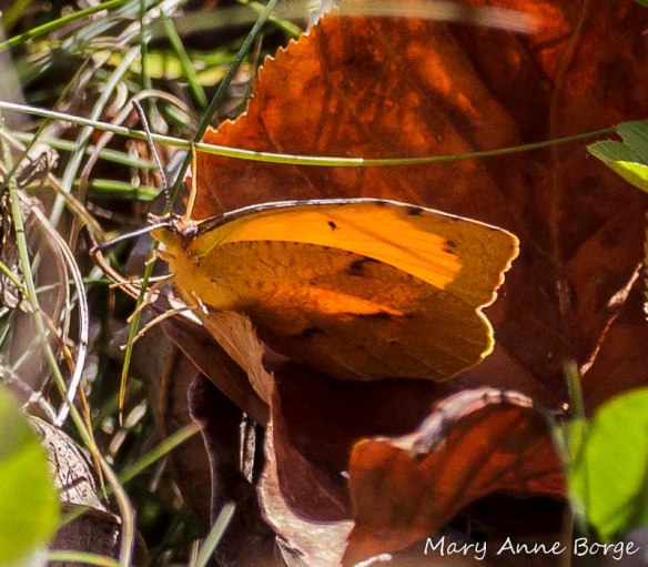 Sleepy Orange, winter form