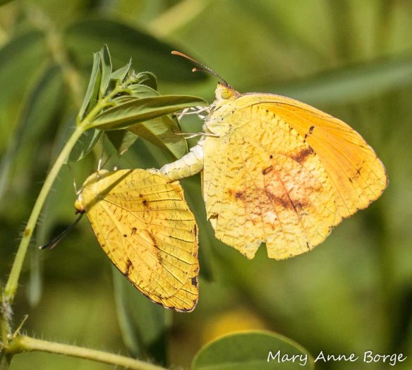 Sleepy Oranges mating on Wild Senna