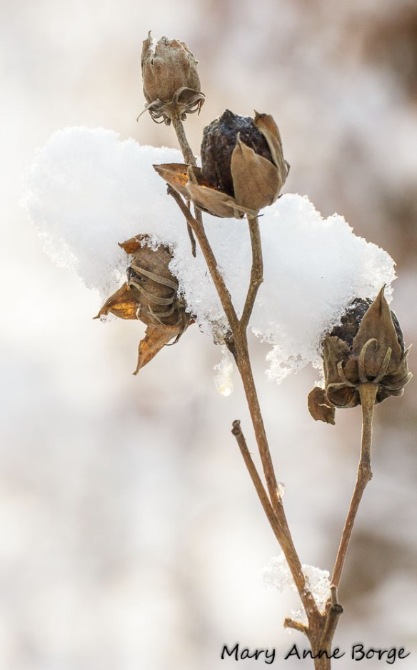 Swamp Rose Mallow (Hibiscus moschuetos) on the Gentian Trail