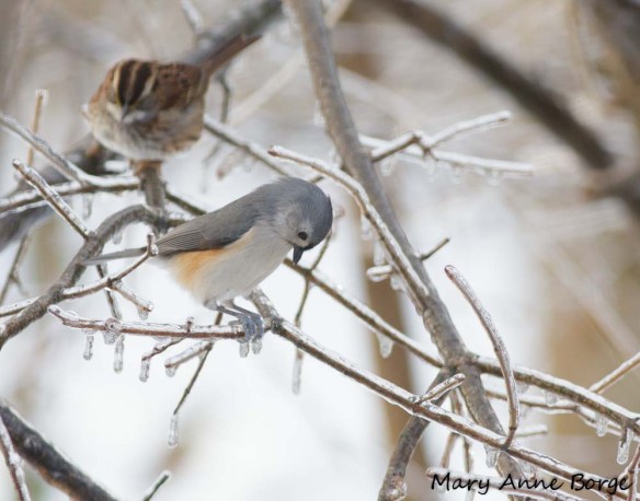 Tufted Titmouse and White-throated Sparrow on ice