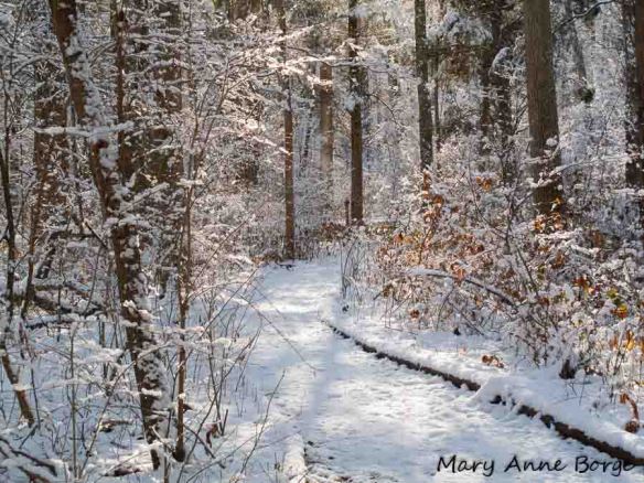 Bowman's Hill Wildflower Preserve, the Violet Trail
