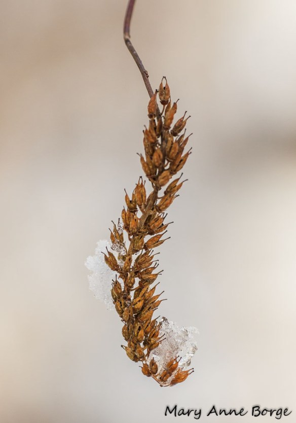 Virginia Sweetspire (Itea virginica)