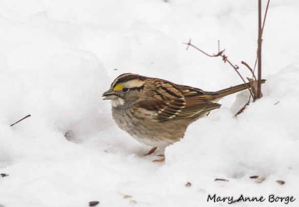 White-throated Sparrow