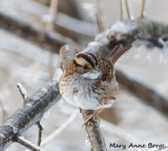 White-throated Sparrow