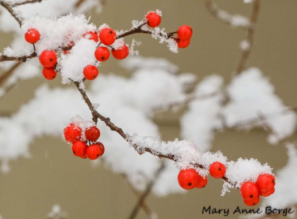 Winterberry Holly (Ilex verticillata)