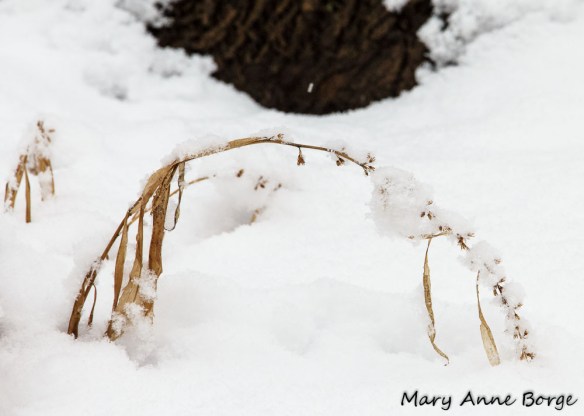 Wreath Goldenrod (Solidago caesia)