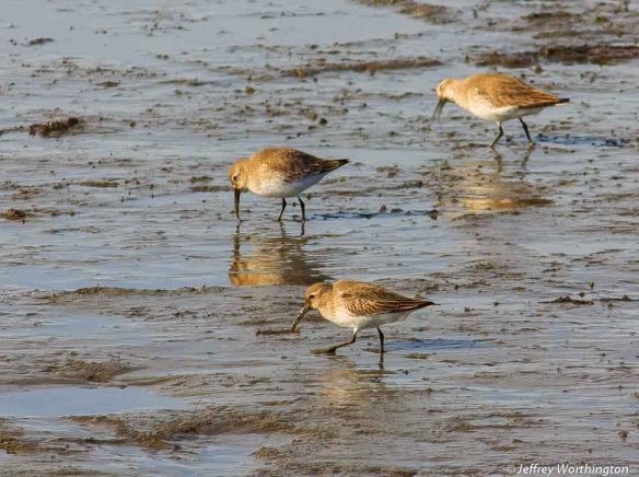 Dunlins