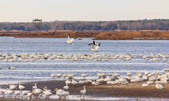 Snow Geese at Forsythe National Wildlife Refuge