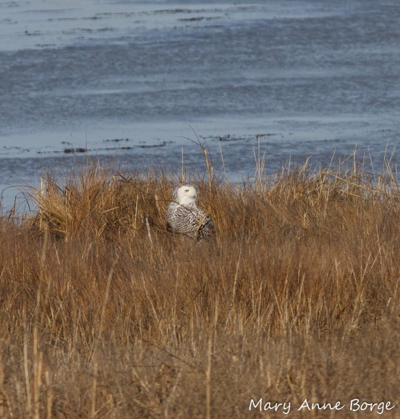 Snowy Owl in the marsh at Forsythe National Wildlife Refuge