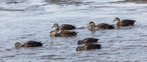 American Black Ducks