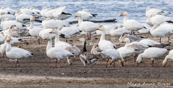 Snow Geese, with one dark morph bird
