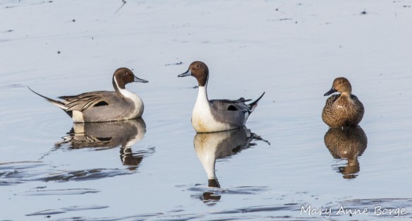 Northern Pintails
