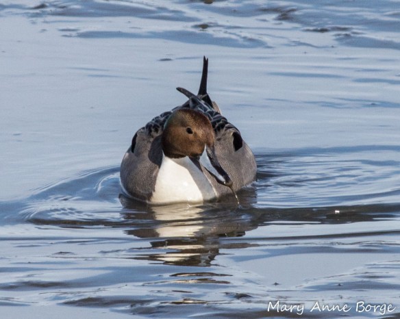 Northern Pintail, male