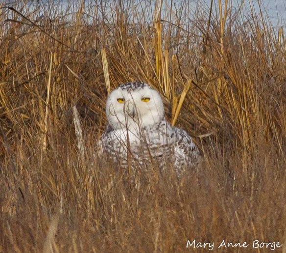 Snowy Owl 