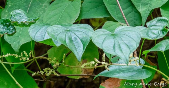 Wild Yam with male flowers