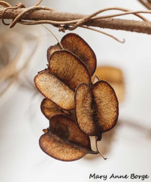 Wild Yam fruit capsules in winter