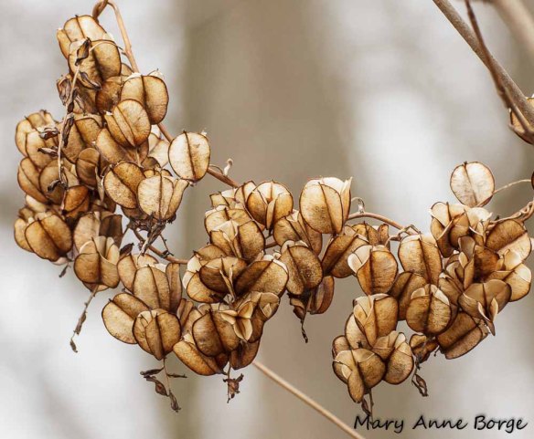 Wild Yam fruit capsules in Winter