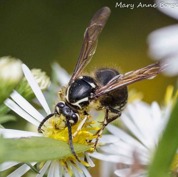 Bald-faced Hornet feeding on nectar.  Note the white facial markings that give this species its name, and the pollen on its head.